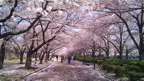 櫻花樹|東京賞櫻全攻略 / 東京旅遊官方網站GO TOKYO